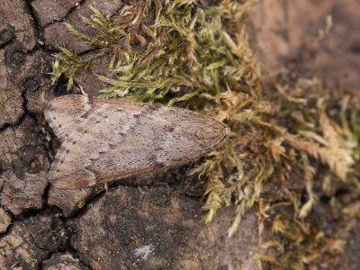 Voorjaarsboomspanner / March moth / Alsophila aescularia