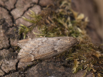 Voorjaarsboomspanner / March moth / Alsophila aescularia