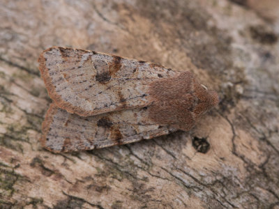Variabele voorjaarsuil / Clouded Drab / Orthosia incerta