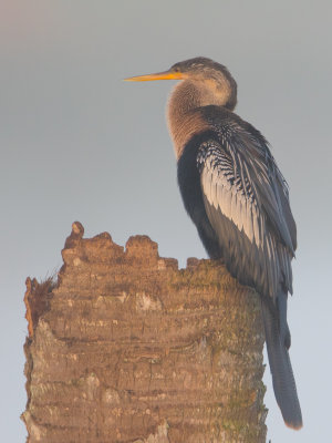 Anhinga / Amerikaanse slangenhalsvogel / Anhinga anhinga
