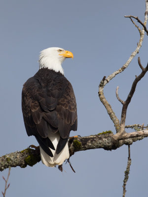 Bald Eagle / Amerikaanse zeearend / Haliaeetus leucocephalus