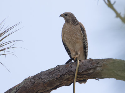 Red-Shouldered Hawk / Roodschouderbuizer / Buteo lineatus