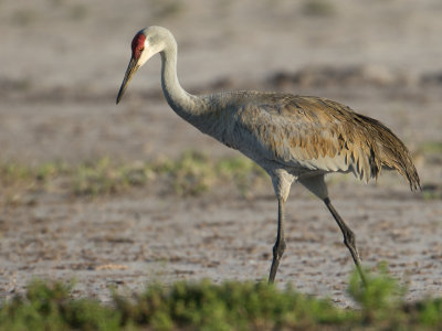 Sandhill Crane / Canadese kraanvogel / Grus canadensis
