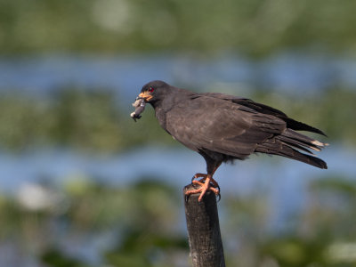 Snail Kite / Slakkenwouw / Rostrhamus sociabilis