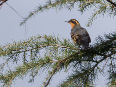 Varied Thrush / Bonte lijster / Lxoreus naevius
