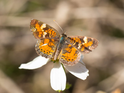 Phaon Crescent / Phyciodes phaon