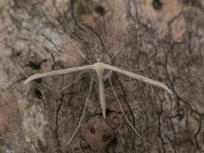 Windevedermot / Common Plume / Emmelina monodactyla
