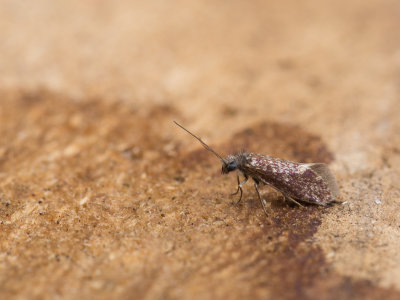 Variabele purpermot / Eriocrania semipurpurella