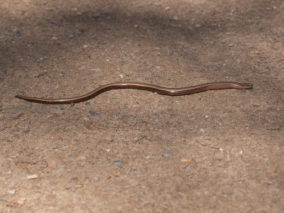 Hazelworm / Slow Worm / Anguis fragilis