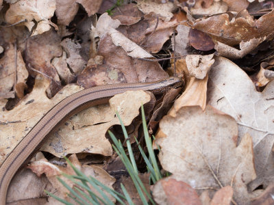 Hazelworm / Slow Worm / Anguis fragilis