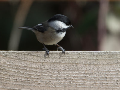 Black-capped Chickadee / Amerikaanse Matkop / Parus atricapillus