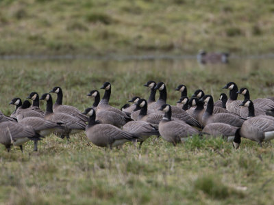 Canadian goose / Grote Canadese gans / Branta canadensis