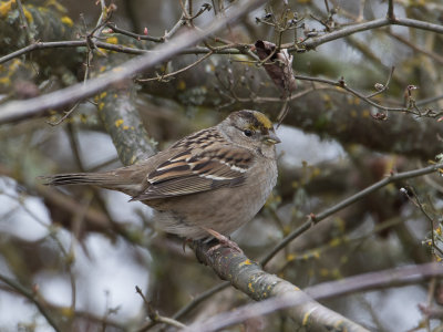 Golden-crowned Sparrow / Goudkruingors / Zonotrichia atricapilla