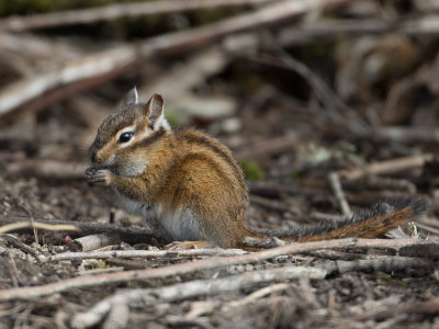 Townsendchipmunk / Townsend's Chipmunk / Tamias townsendii