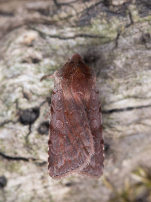 Rode vlekkenuil / Red Chestnut / Cerastis rubricosa