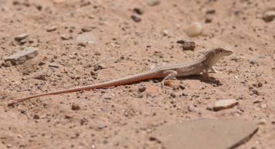 Grootschubfranjeteenhagedis / Bosk's Fringe-fingered Lizard / Acanthodactylus boskianus