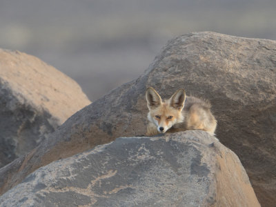 Vos / Red Fox / Vulpes vulpes