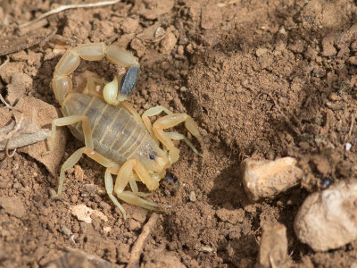 Sahara schorpioen / Desert scorpion / Androctonus australis
