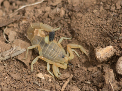 Sahara schorpioen / Desert scorpion / Androctonus australis