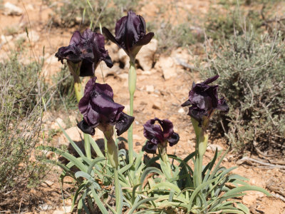 Black Iris / Iris chrysographes