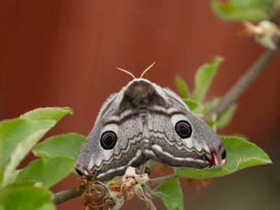 Nachtpauwoog / Small Emperor Moth / Saturnia pavonia