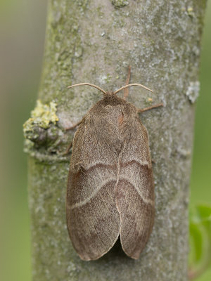 Veelvraat / Fox Moth / Macrothylacia rubi