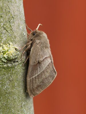 Veelvraat / Fox Moth / Macrothylacia rubi