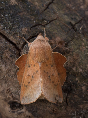 Espenblad / Aspen Lappet / Phyllodesma tremulifolium