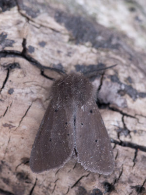 Mendicabeer / Muslin Moth / Diaphora mendica