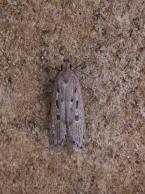 Heidepalpmot  Neofaculta ericetella