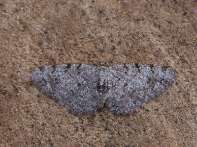 Berkenspikkelspanner / Grey Birch / Aethalura punctulata