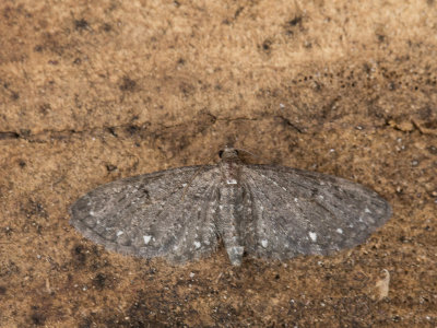 Schermbloemdwergspanner / White-spotted Pug / Eupithecia tripunctaria