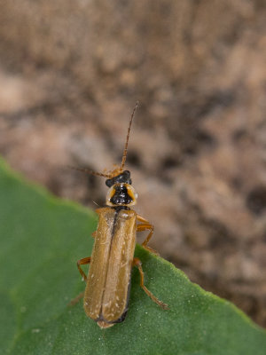Weekschildkevers / Soldier Beetles / Cantharidae