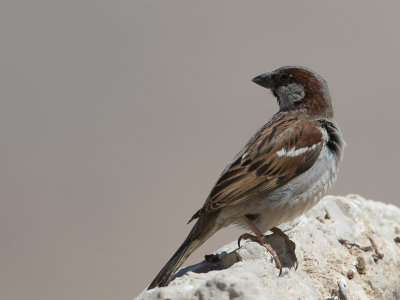 House Sparrow / Huismus / Passer domesticus