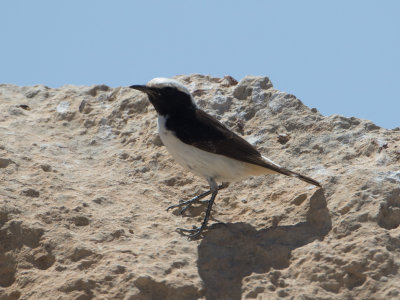 Mourning Wheatear / Rouwtapuit / Oenanthe lugens