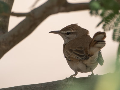 Rufous-tailed Scrub Robin / Rosse waaierstaart / Cercotrichas galactotes