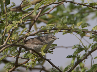 Barred Warbler / Sperwergrasmus / Sylvia nisoria