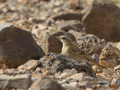 Tawny Pipit / Duinpieper / Anthus campestris