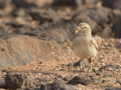 Desert Lark / Woestijnleeuwerik / Ammomanes deserti