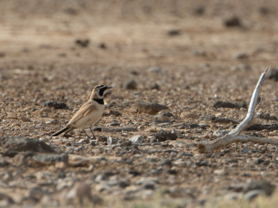 Temminck's Lark / Temmincks strandleeuwerik / Eremophila bilopha 