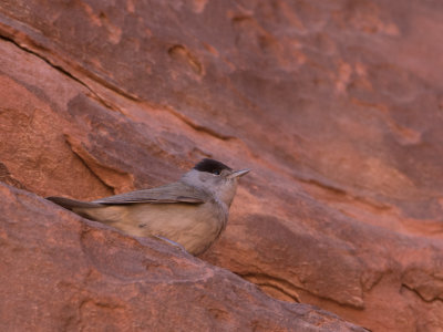 Eurasian blackcap / Zwartkop / Sylvia atricapilla