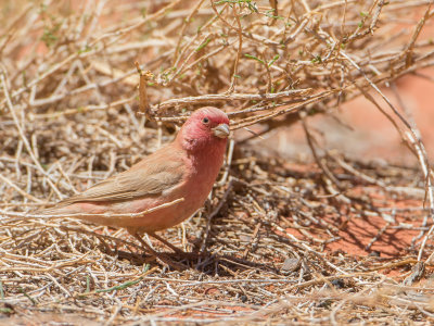 Sinai Rosefinch / Sinaroodmus / Carpodacus synoicus