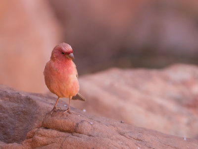 Sinai Rosefinch / Sinaroodmus / Carpodacus synoicus