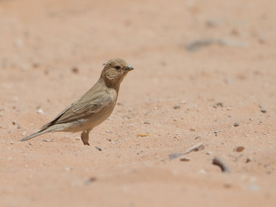 Sinai Rosefinch / Sinaroodmus / Carpodacus synoicus