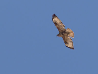 Steppe Buzzard /Steppenbuizerd / Buteo buteo vulpinus