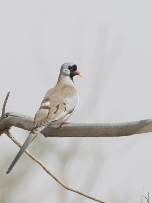 Namaqua Dove / Maskerduif / Oena capensis