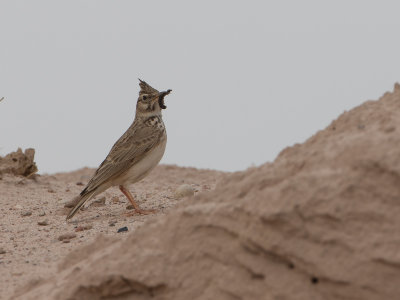 Crested Lark / Kuifleeuwerik / Galerida cristata