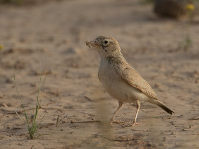 Dunn's Lark / Dunns leeuwerik / Eremalauda dunni