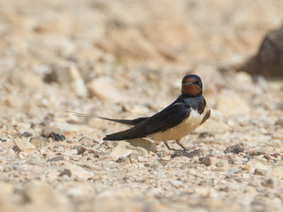 Barn Swallow / Boerenzwaluw / Hirundo rustica