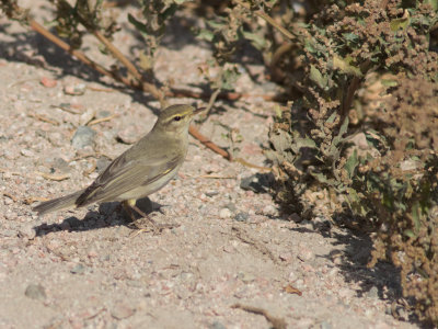 Willow Warbler / Fitis / Phylloscopus trochilus